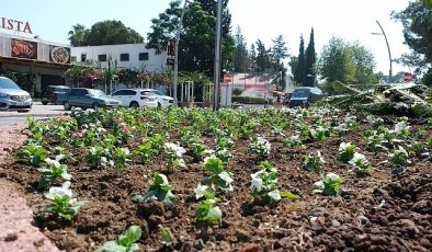 Kemer’de mevsimlik çiçekler ekiliyor