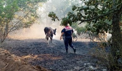 Edirne Jandarma, Lalapaşa’da yangında hayvanları kurtardı