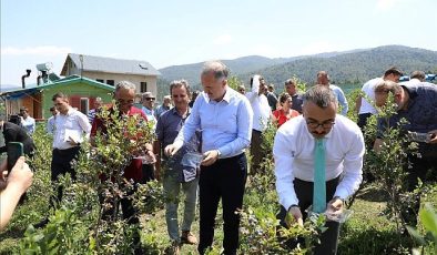 Mavi Yemişte Hasat Başladı