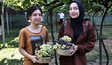 Bağcılar’da bağ bozumu zamanı