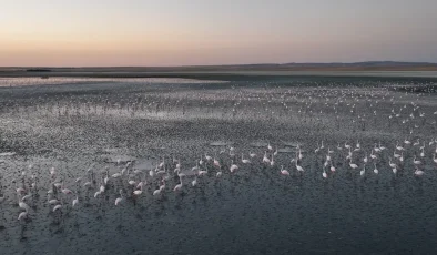 Flamingolara gözümüz gibi baktık… Uğurluyoruz!