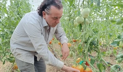 Hobi amaçlı kurduğu serada kavun boyunda domates üretiyor