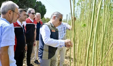 İzmir’de izinli yetiştirilen kenevire ilk hasat