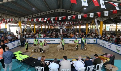 Küçükbaş Hayvancılık Festivali için geri sayım başladı