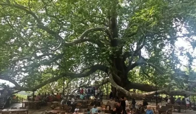 Tarihi İnkaya Çınarı turistler tarafından yoğun ilgi görüyor