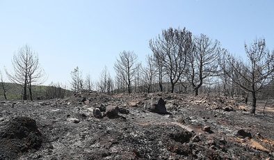 Urla küllerinden doğacak