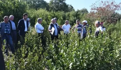 Bursa’da defne üretimi için ilk hamle!