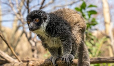 Lemur türlerinin korunmasına dikkat çekildi