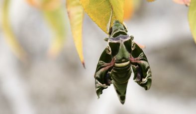 Sadece geceleri uçabiliyor: Askeri kamuflaj deseniyle görenleri şaşırtıyor